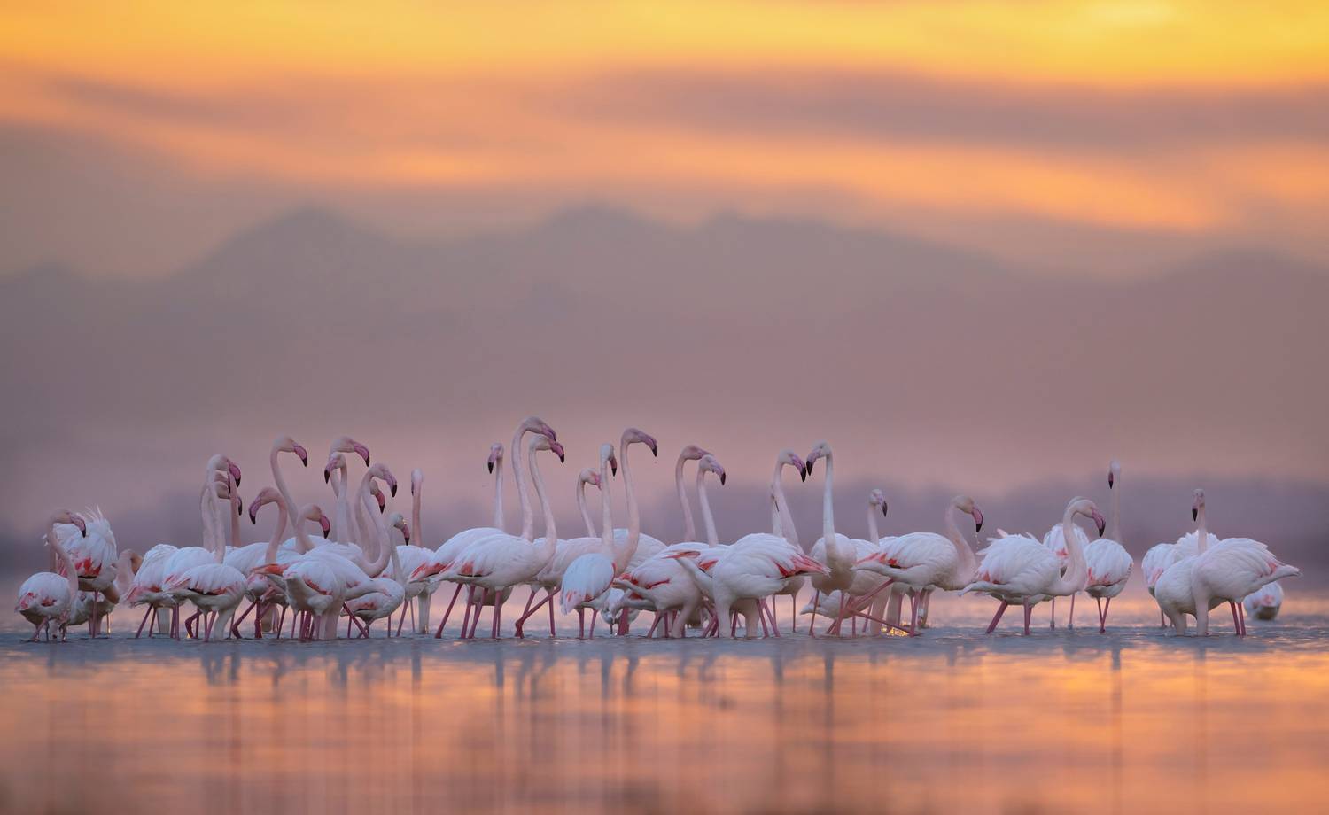 , Мартин Попов