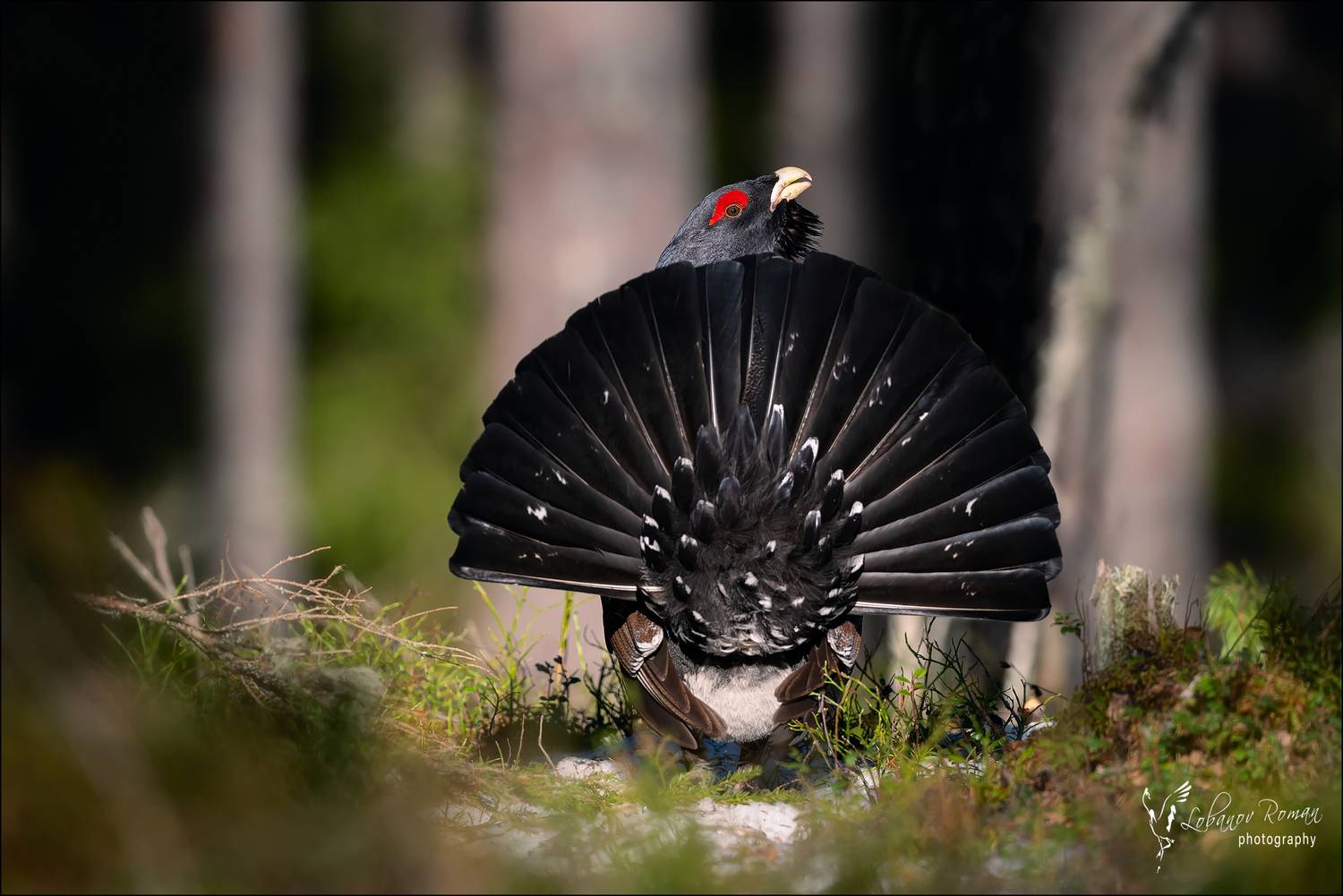 , Лобанов Роман