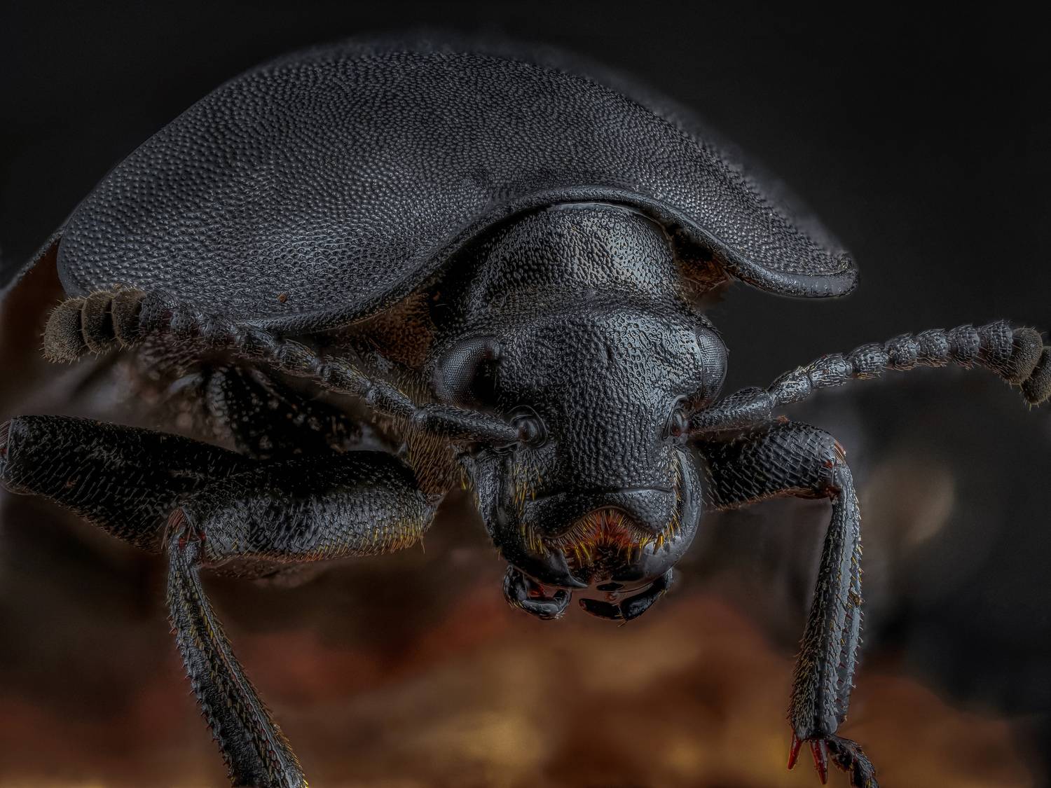 , Олег Савицкий