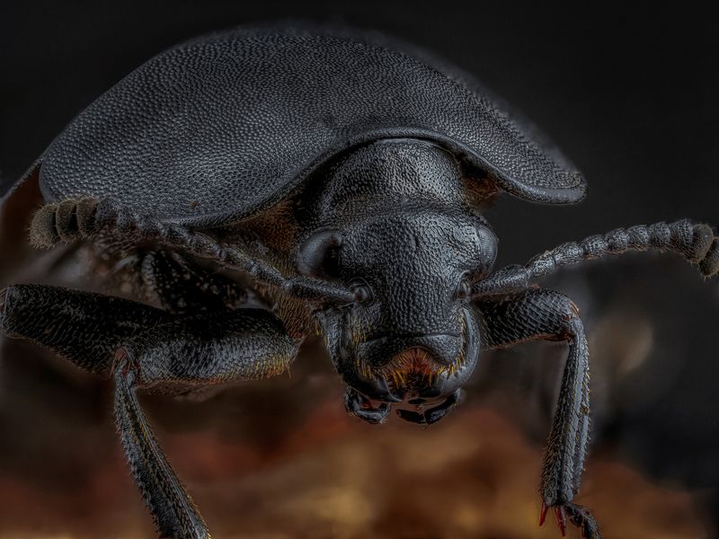 Мертвоед. фото превью