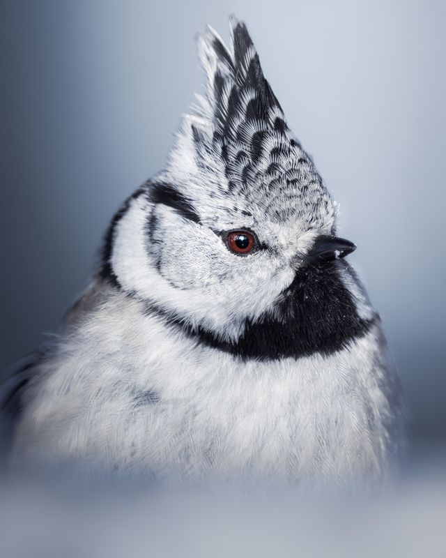 Хохлатая синица (Lophophanes cristatus)  фото превью