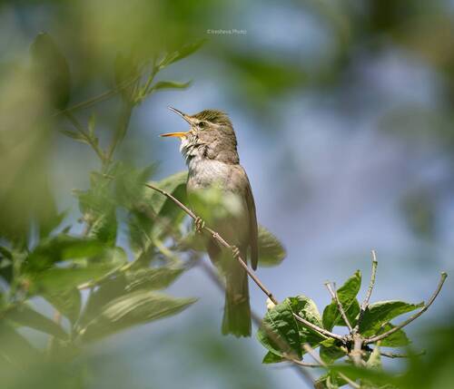 Великий оперный певец