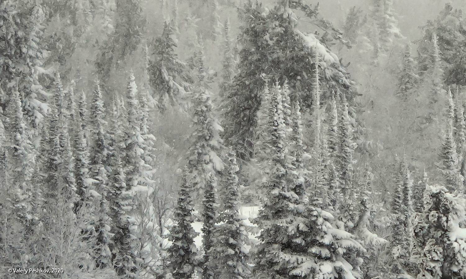 снег, иней, мороз, зима, пихты, кедры, гора зелёная, шерегеш, горная шория, сибирь, Пешков Валерий
