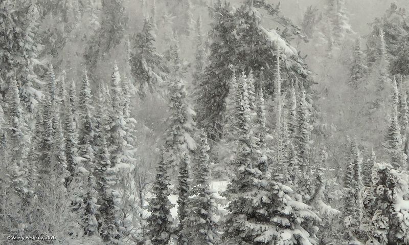 снег, иней, мороз, зима, пихты, кедры, гора зелёная, шерегеш, горная шория, сибирь Pro снежный беспредел – вариант фото превью