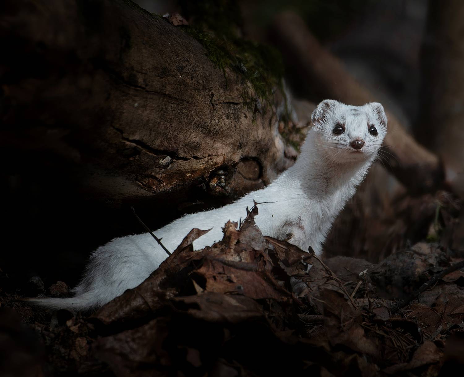 , Фото Александр