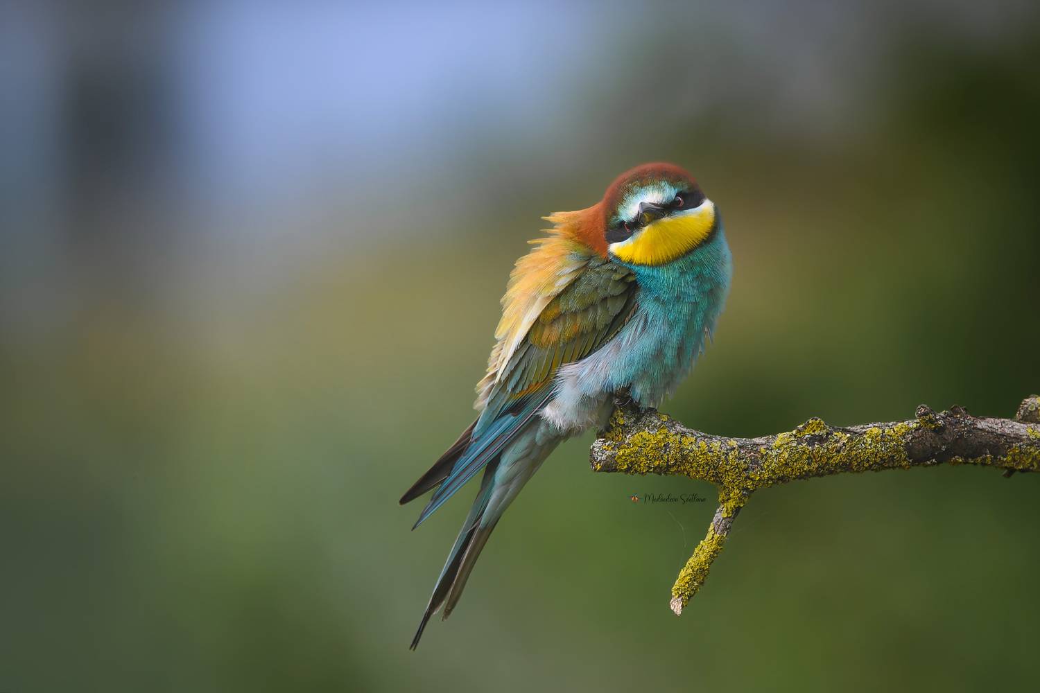 фотоохота, птица, золотистая щурка, весна, Медведева Светлана