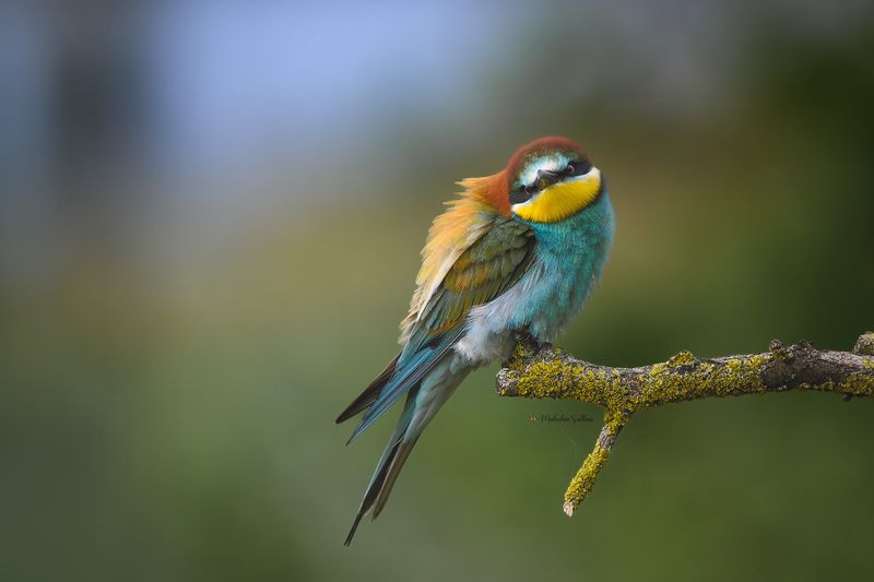 фотоохота, птица, золотистая щурка, весна Немного ярких красок. фото превью