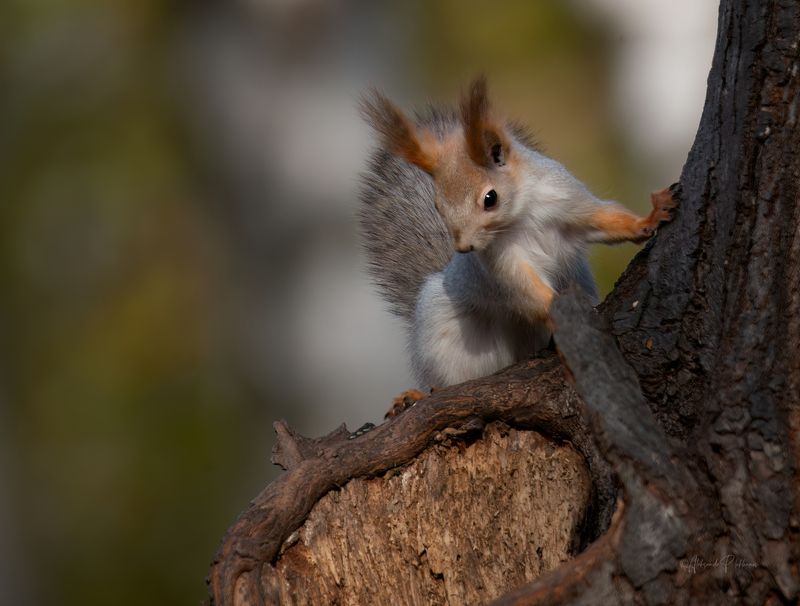 Проверяет свою кормушку фото превью