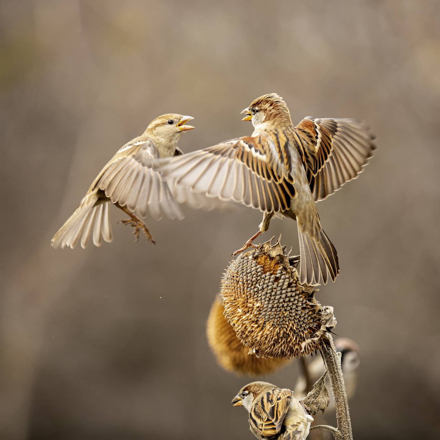 природа, Валерий Черняк