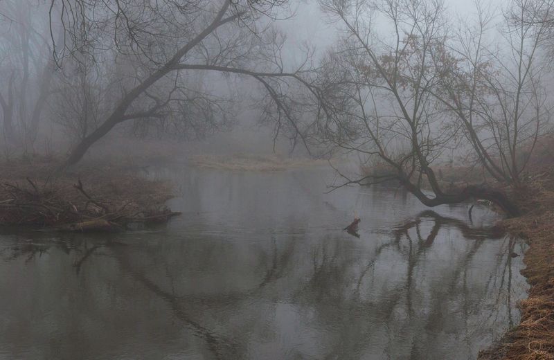весна, река, туман  фото превью