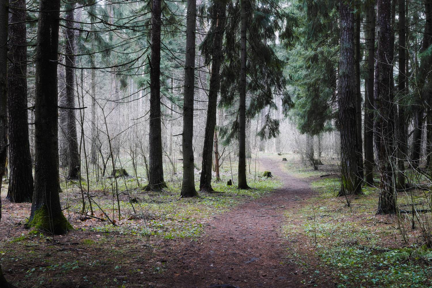 лес, деревья, листва, дымка, Валерий Вождаев