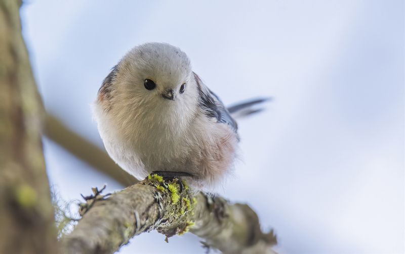 Лесные снежинки :) фото превью