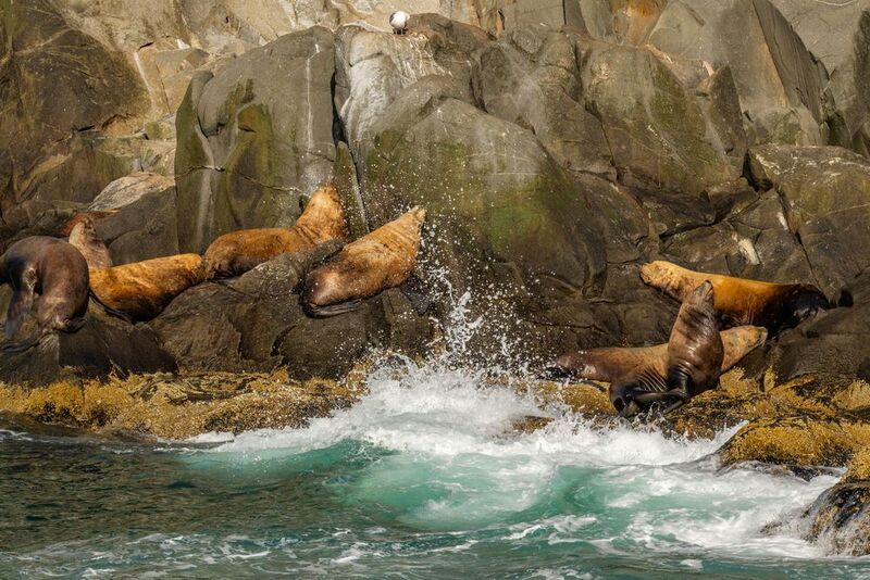 камчатка, сивучи, морской лев, природа, животные, лежбище, остров старичков, тихий океан, Здоровый сон под океанский прибой.. фото превью