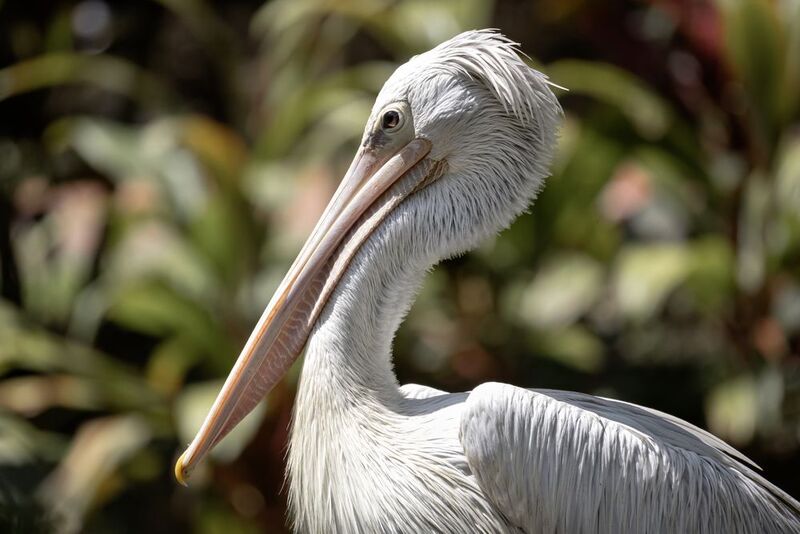 пеликан, птицы, белый Портрет пеликана фото превью