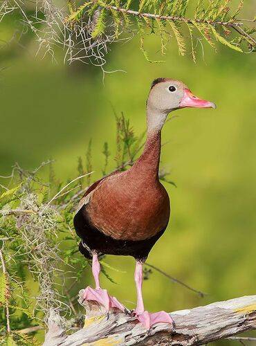 Black-Bellied Whistling Duck -Чернобрюхая свистящая утка
