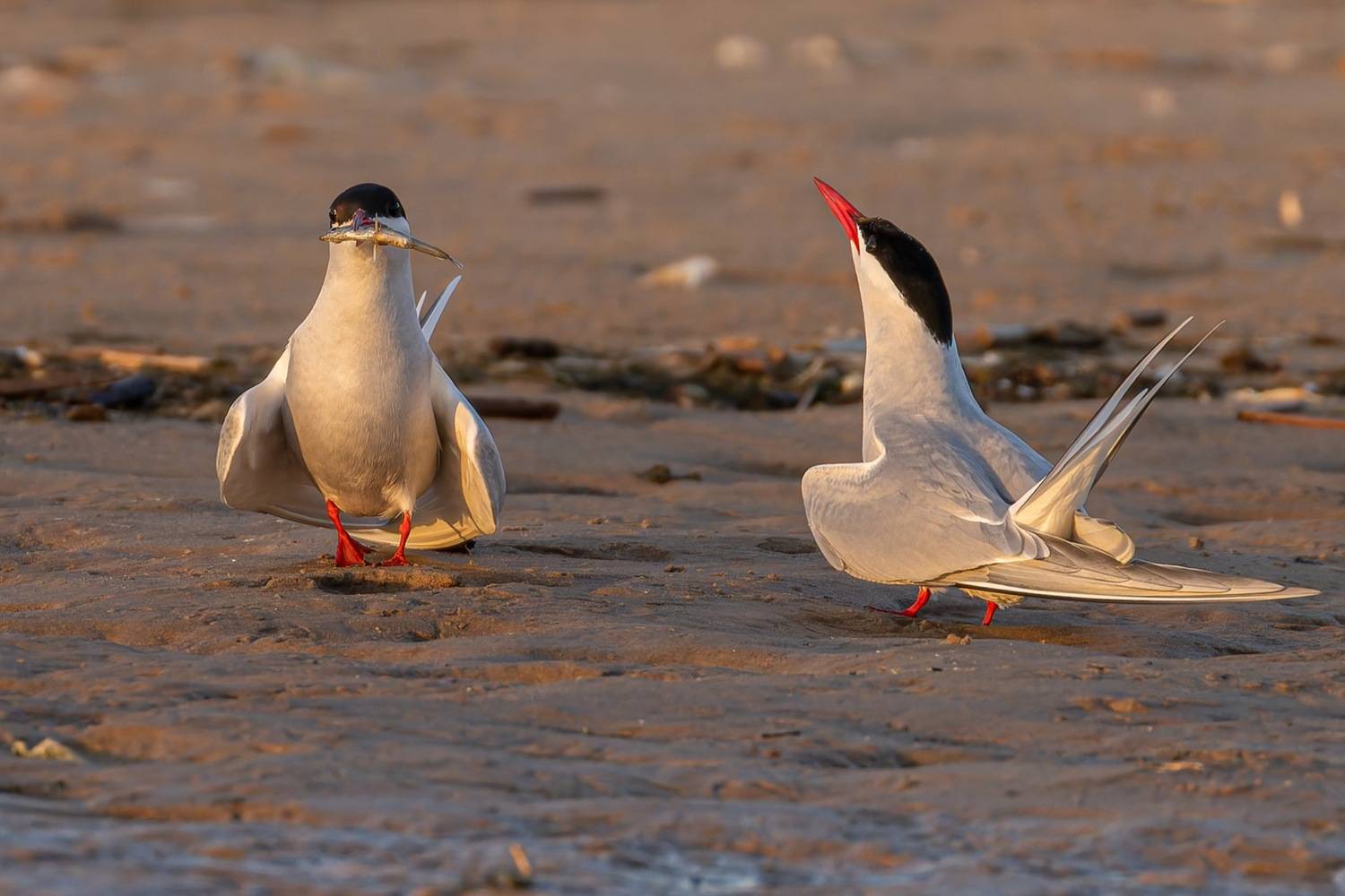 речная крачка, крачка, птицы, чайка, Ruslan Pl