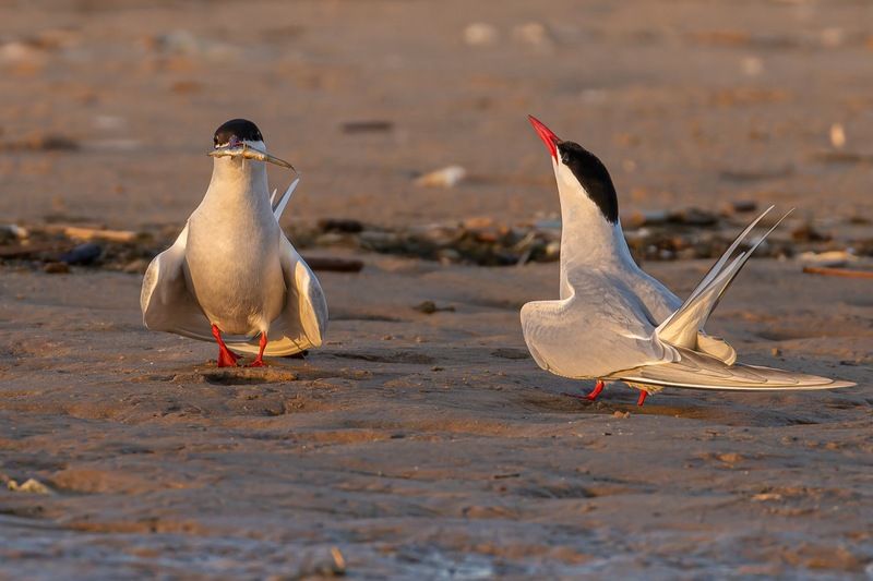 речная крачка, крачка, птицы, чайка Брачный танец с ̶с̶а̶б̶л̶я̶м̶и̶ рыбой на закате фото превью