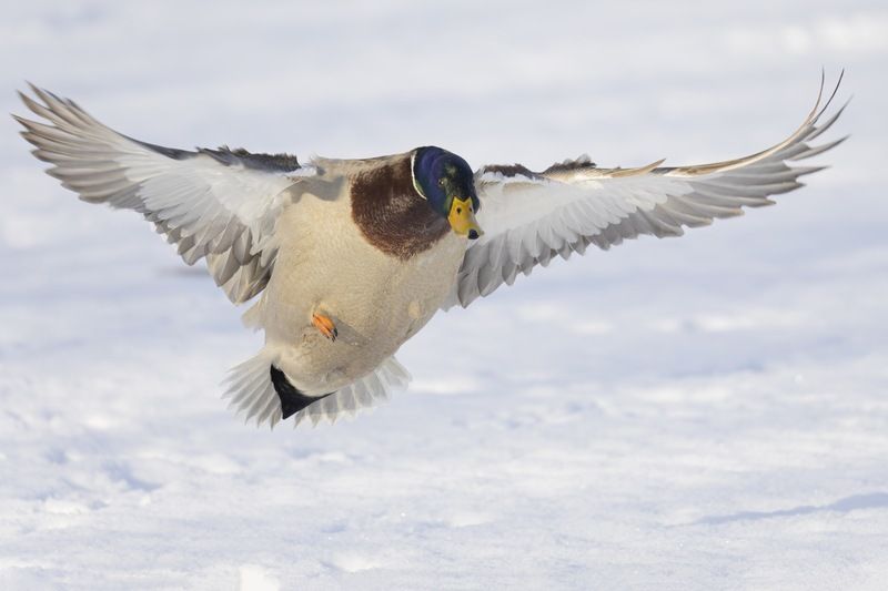 кряква, утки, полет, птицы Полет кряквы фото превью
