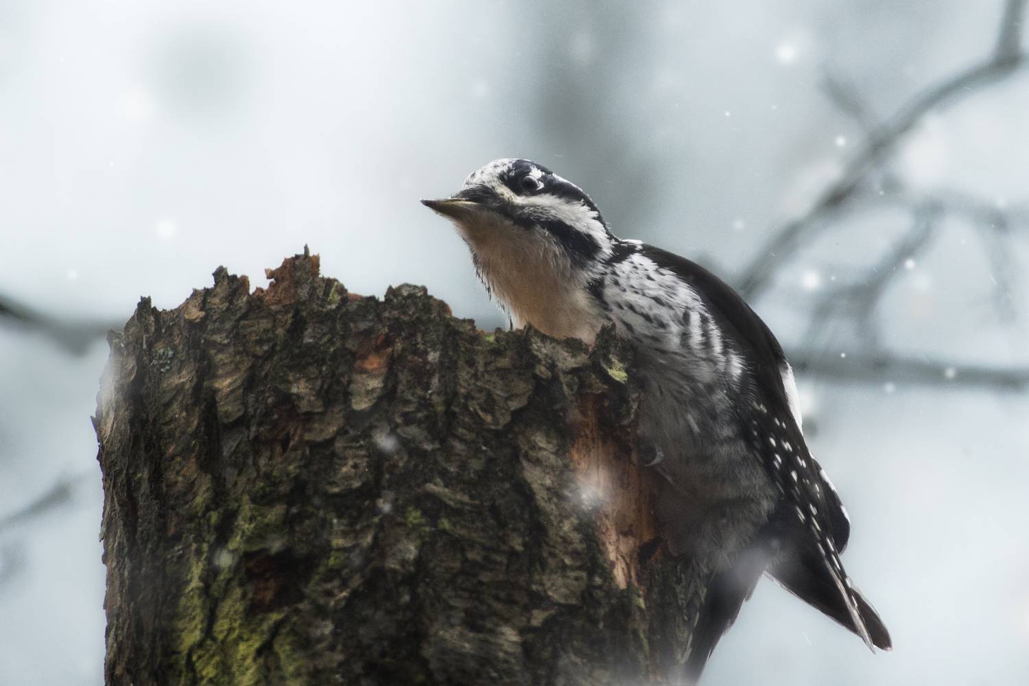 трёхпалый дятел, three-toed woodpecker, Picoides tridactylus, птица, дикая природа, woodpecker, птицы России, birdwatching, nature, wildlife photography, close-up bird, Полина Шальнева