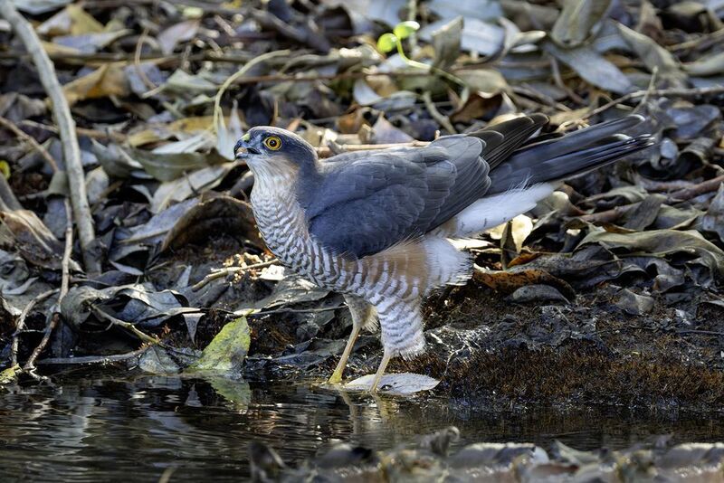 Ястреб-перепелятник. фото превью