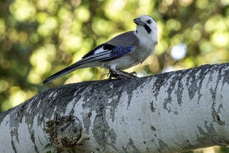 Сойка. фото превью