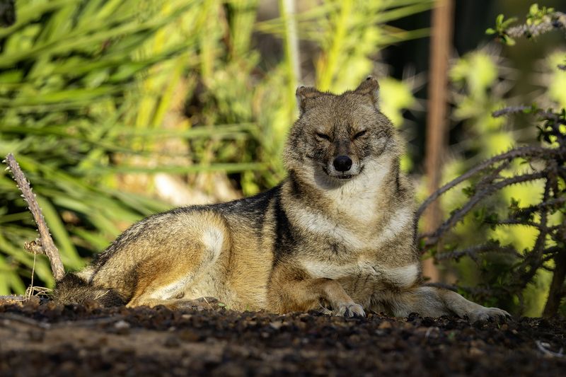 Золотистый шакал. фото превью