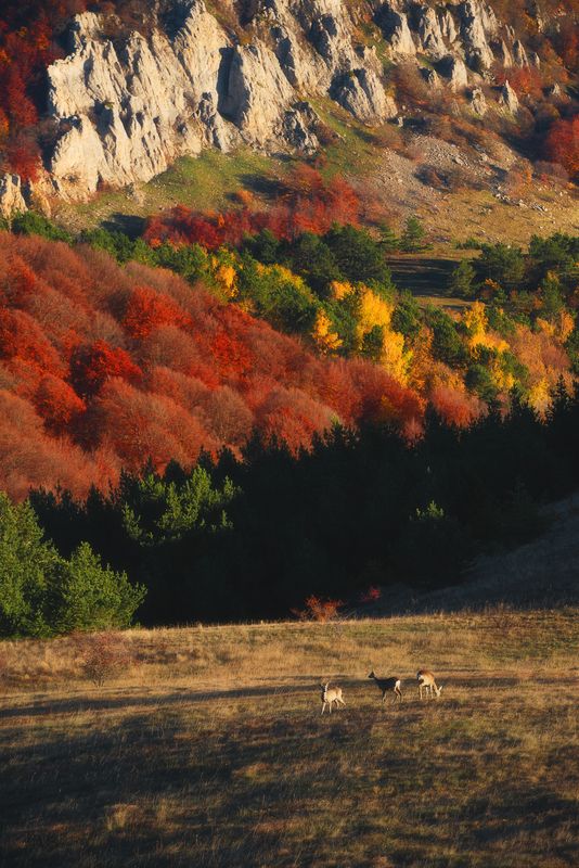 Осенние краски Демерджи фото превью