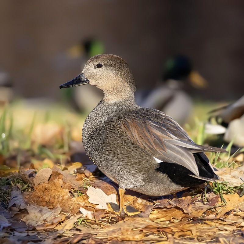 серая утка, утка, птицы, красная книга, осень Серая утка фото превью