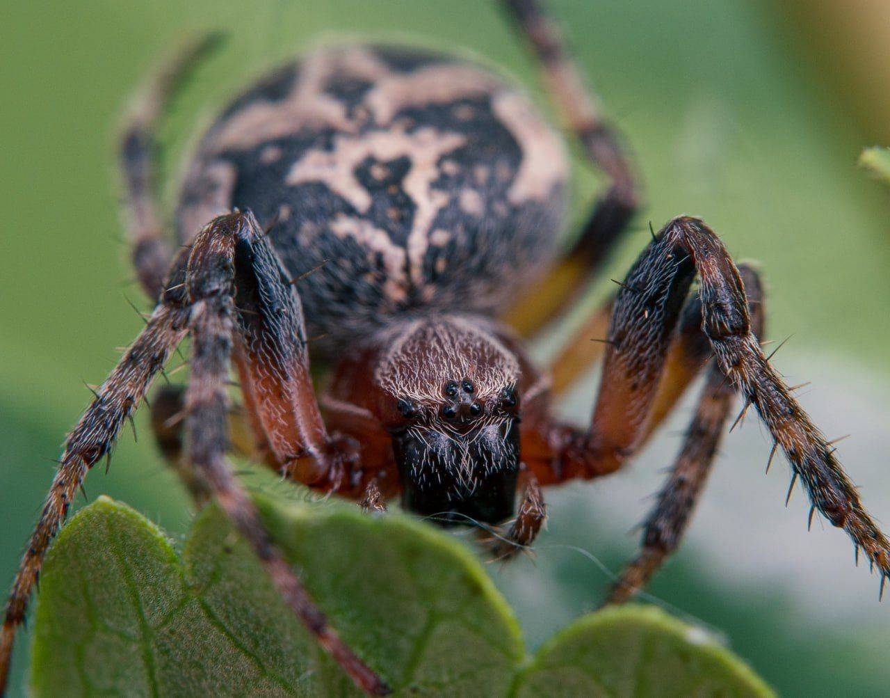 , Миша Усольцев