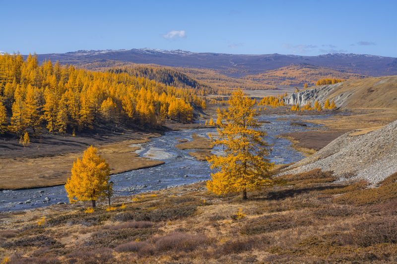 россия, горный алтай,осень, река, лиственницы Осень на Алтае фото превью