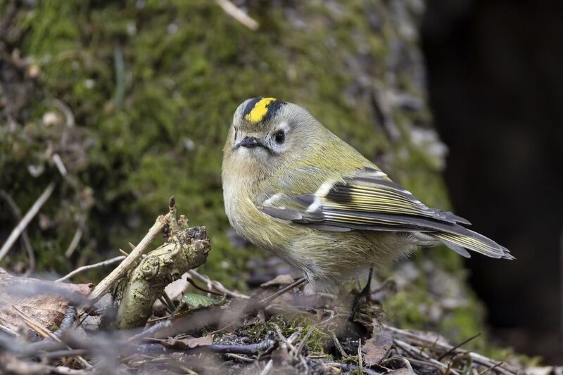 желтоголовый королек, королек, птицы Желтоголовый королек фото превью