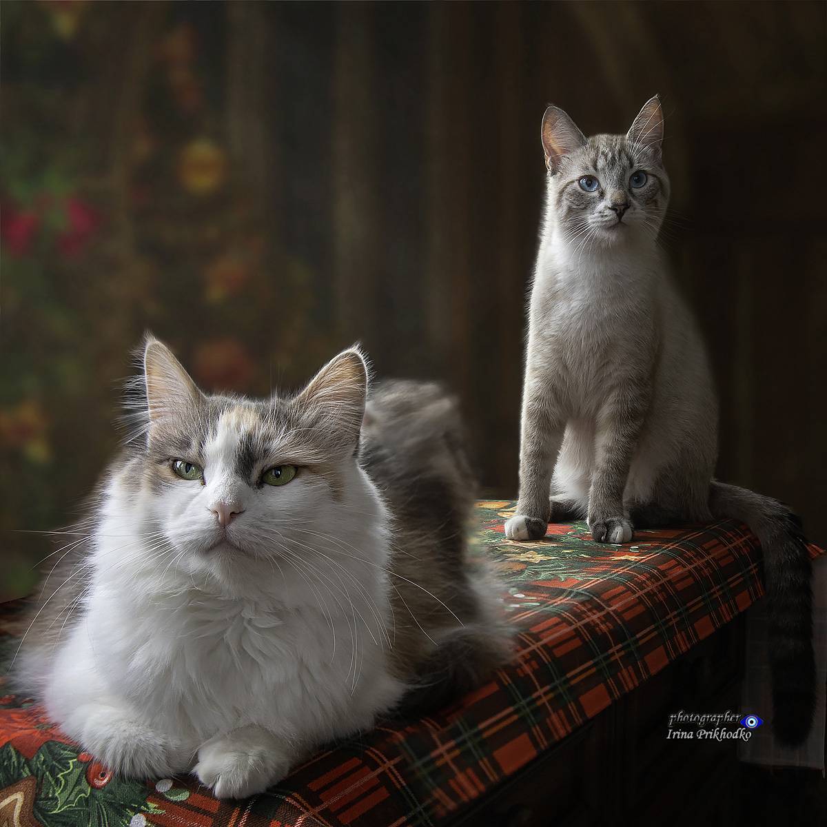 котики, домашние животные, питомцы, , Приходько Ирина