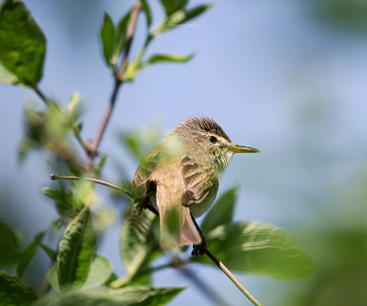 Садовая камышевка , птица, Ирешева Мария
