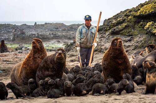 Про северных морских котиков