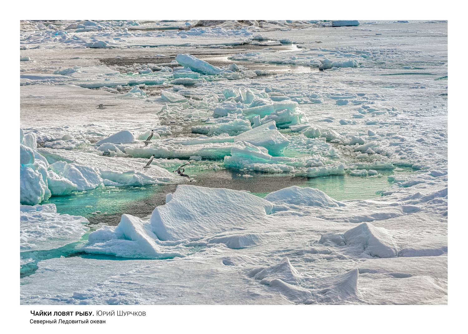 , Шурчков Юрий