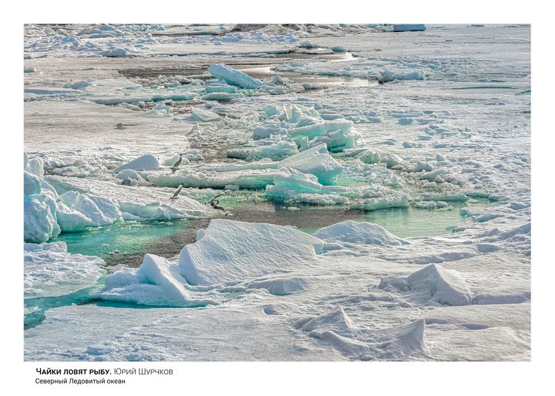 Чайки ловят рыбу фото превью
