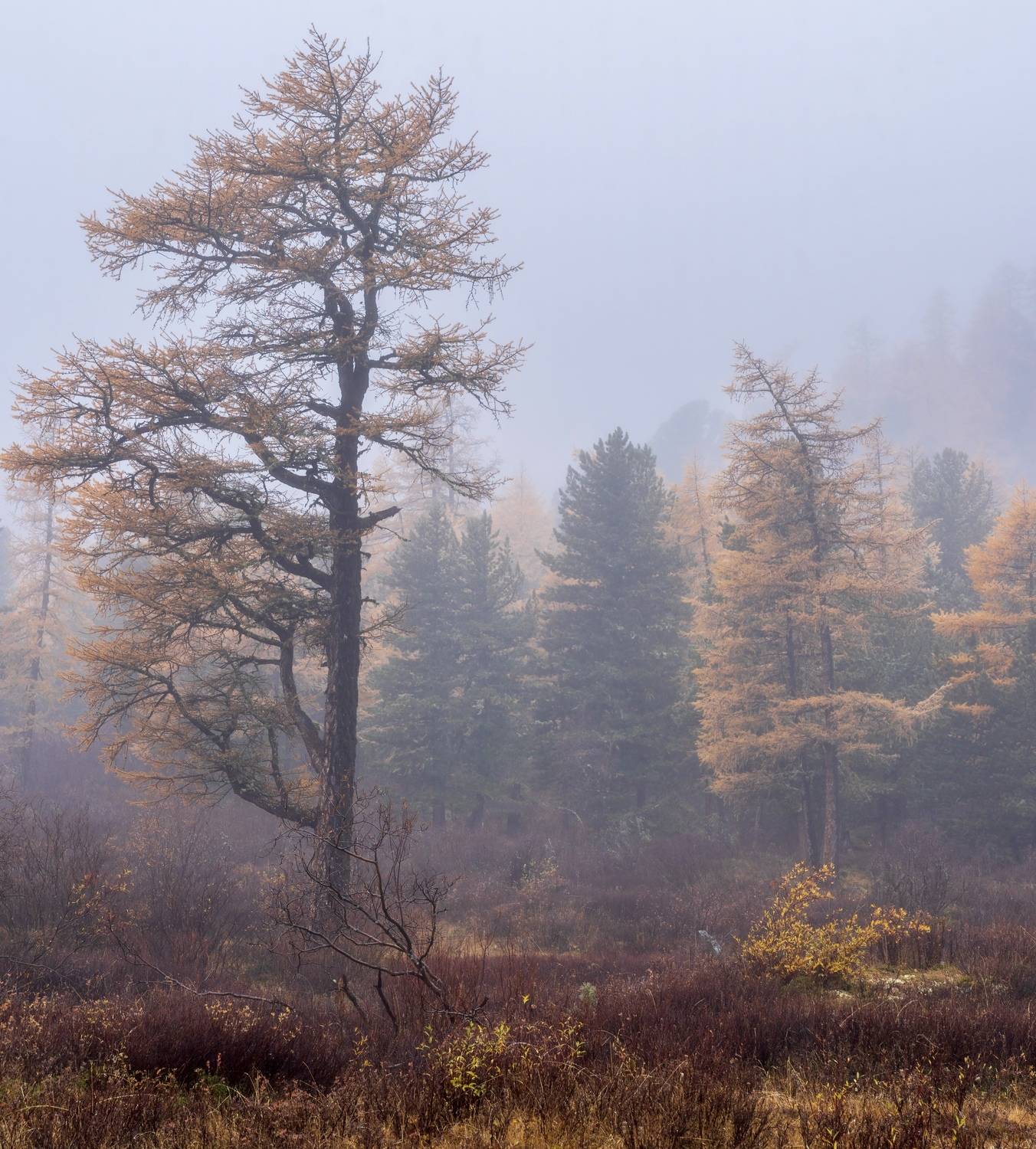 , Oleg Matronitskiy  olegmatr@mail.ru