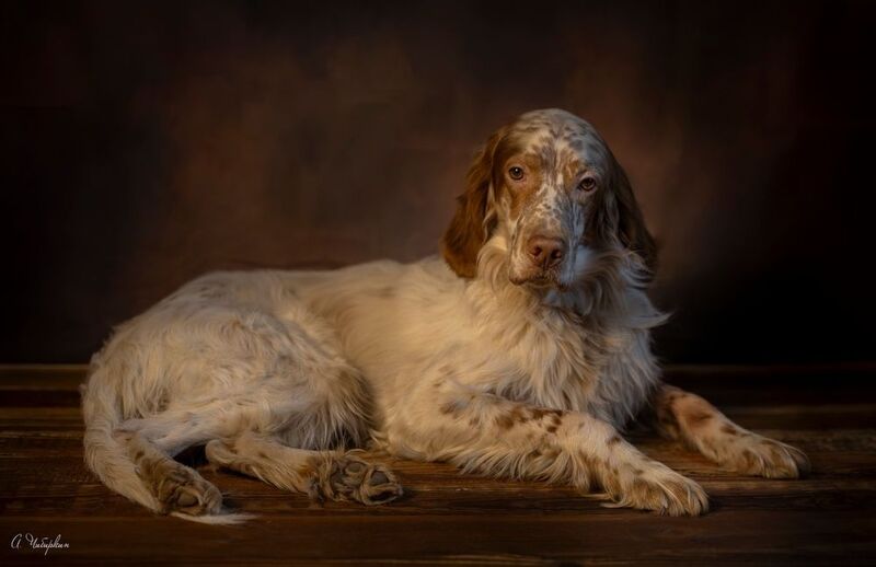 английский, сеттер, портрет, охота Портрет английского сеттера. фото превью
