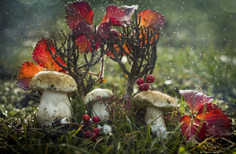 Грибочки белые фото превью