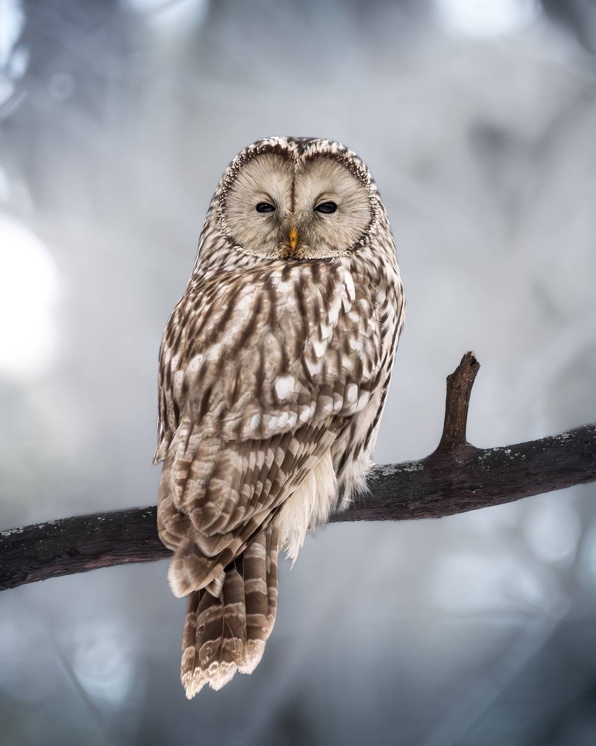 птицы, лес, фотоохота, природа, Подмосковье, birdwatching, birds, owl, ural owl, сова, неясыть, длиннохвостая неясыть, Михаил Ездаков