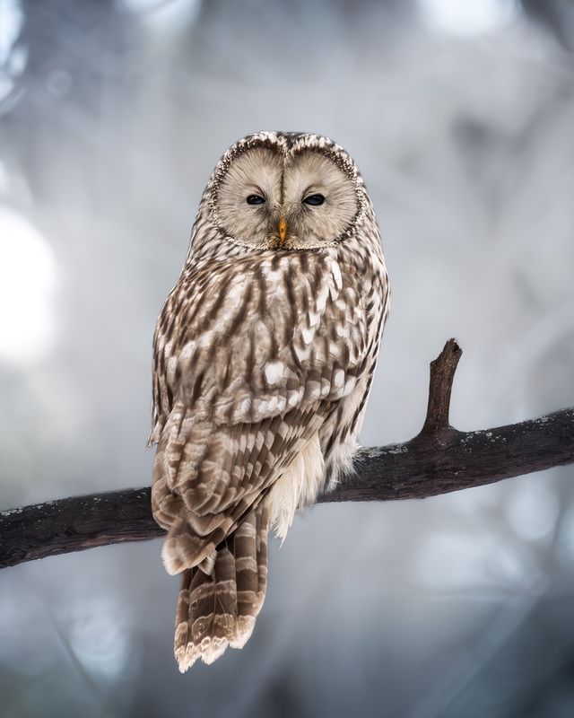 птицы, лес, фотоохота, природа, Подмосковье, birdwatching, birds, owl, ural owl, сова, неясыть, длиннохвостая неясыть Хозяйка зимы фото превью