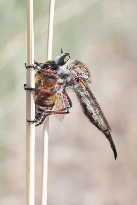 # фото превью