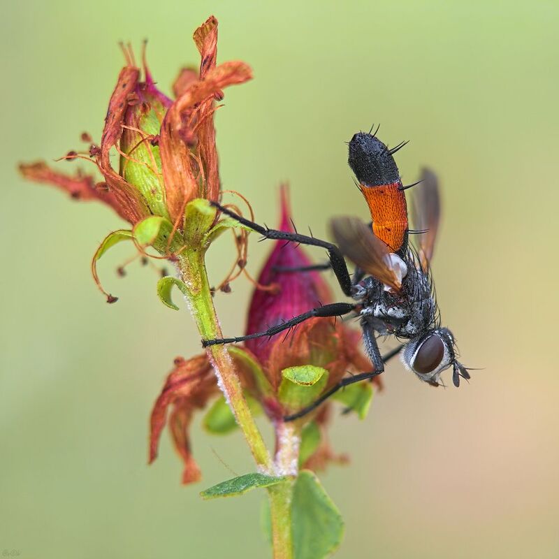 ежемуха #муха10 фото превью