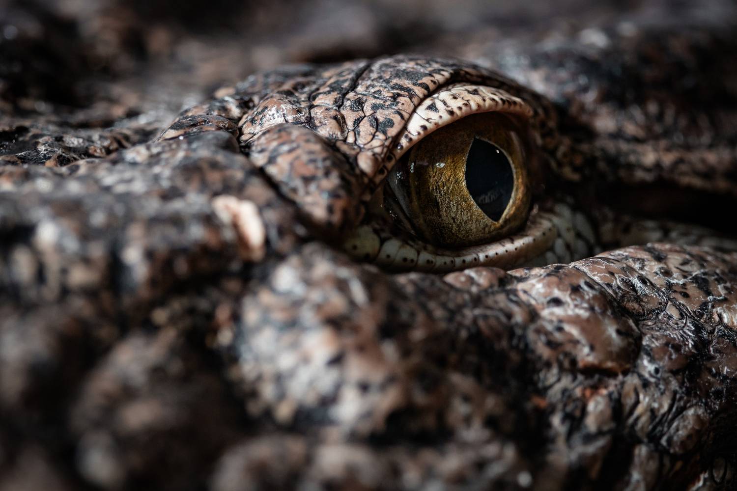 , Щепанов Дмитрий