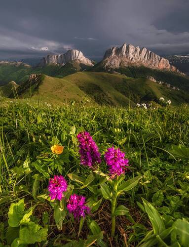 Про Кавказскую орхидею