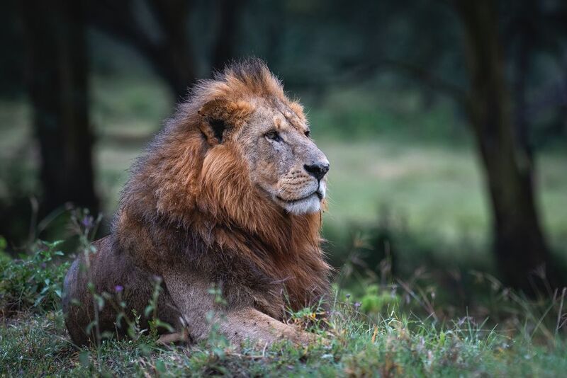 Смотрящий. фото превью