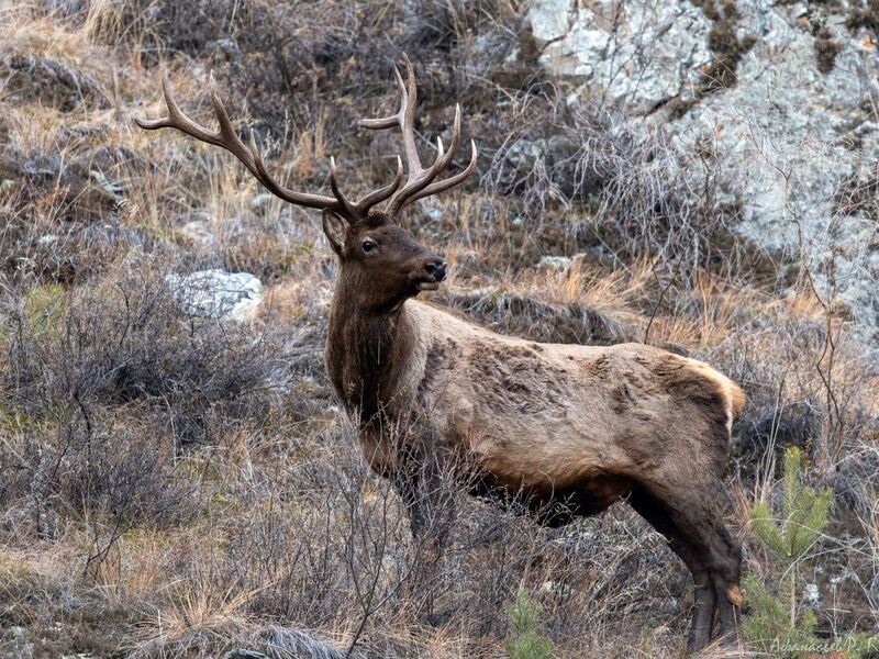 марал, олень, животные Марал фото превью