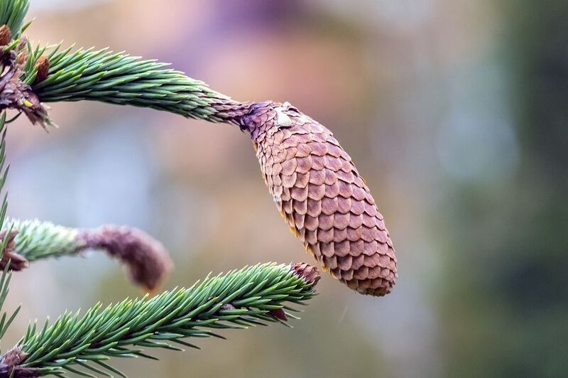 Шишка фото превью