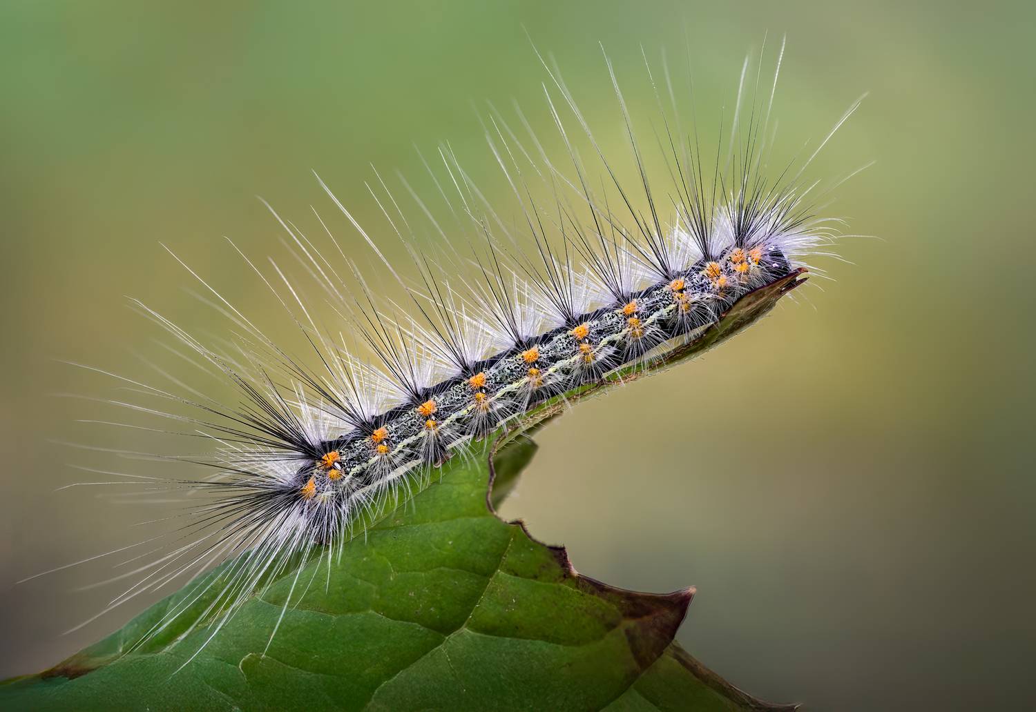 worm, caterpillar, silkworm, leaf, summer, nature, green, macro,, Atul Saluja