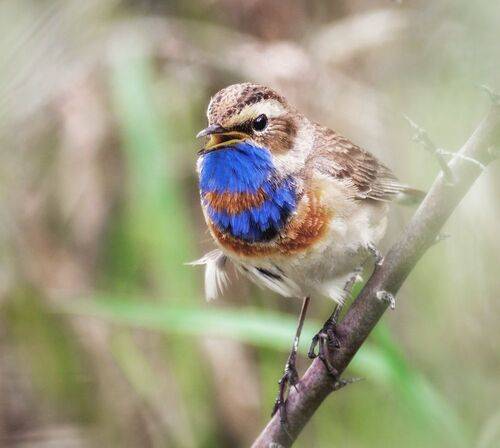 Варакушка (4 фото)